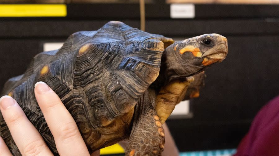 Cookie the Tortoise is back on the move after getting a prosthetic wheel (DoveLewis)