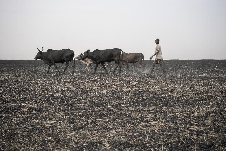 In this photo taken Sunday, March 12, 2017, a young man walks his cattle across parched and burned former farmland on the outskirts of Aweil, in South Sudan, Sunday, March 12, 2017. As World Water Day approaches on March 22, more than 5 million people in South Sudan, do not have access to safe, clean water, compounding the problems of famine and civil war, according to the UNICEF. (Mackenzie Knowles-Coursin/UNICEF via AP)