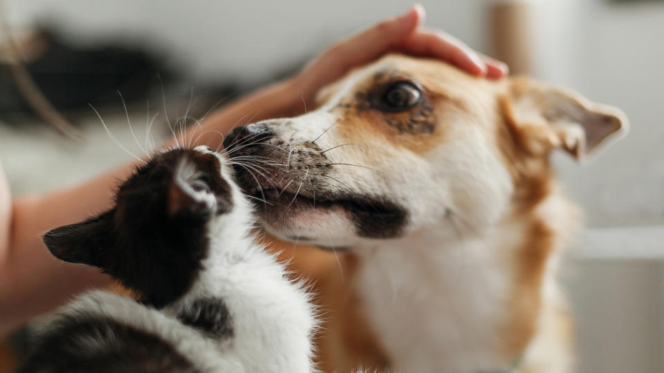 Dog meeting a kitten