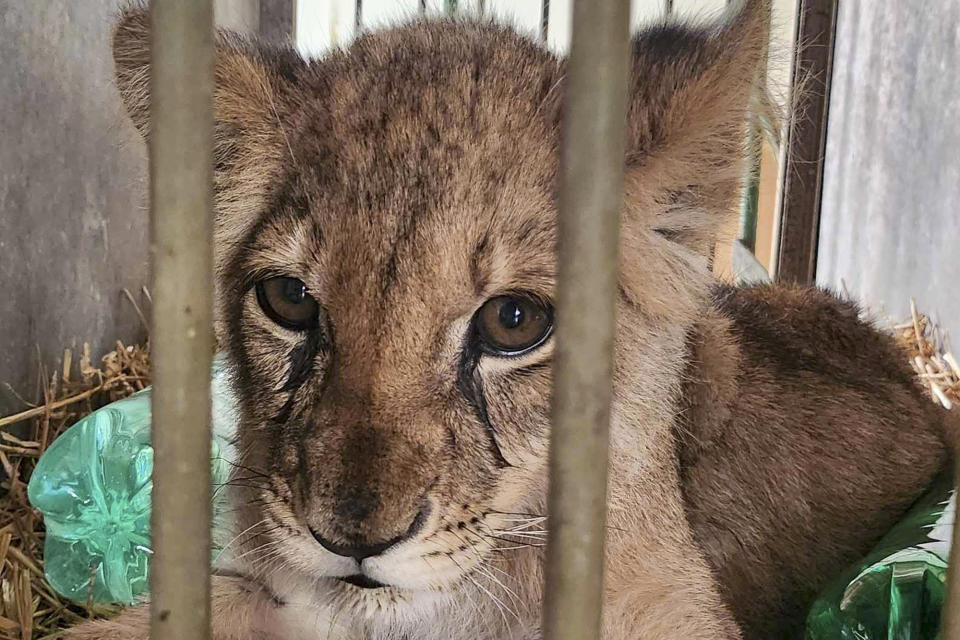 In this photo provided by the Palic Zoo, a months-old lion cub was taken after it was found wandering on a local road, in Palic, Serbia, Thursday, Sept. 21, 2023. A months-old lion cub was taken to a zoo in northern Serbia on Thursday after it was seen wandering on a local road, officials and media said. The female cub, found on the outskirts of Subotica, a town near the border with Hungary, was malnourished and weak, said Sonja Mandic, from the Palic Zoo. (Palic Zoo via AP)