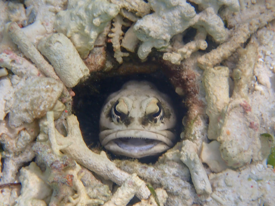 A fish with tiny sharp teeth peeks out from a hole surrounded by coral and rocks