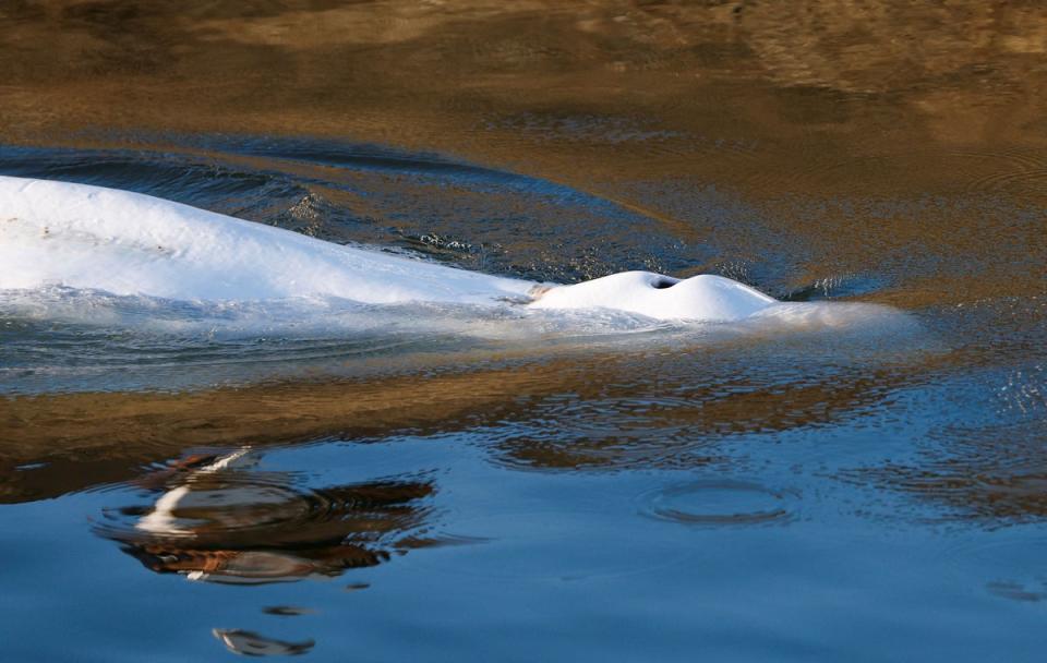 This photograph taken on August 9, 2022, shows the beluga whale that swam up the River Seine before its rescue operation at Notre-Dame-de-la-Garenne, northern France (POOL/AFP via Getty Images)