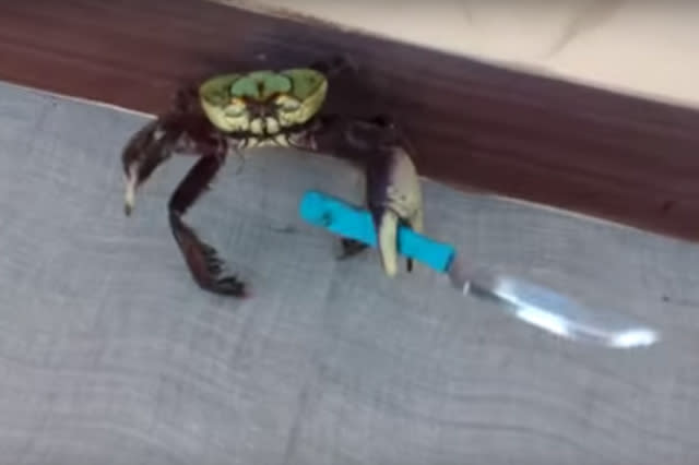 Knife Wielding Crab Protects Itself From Human Video