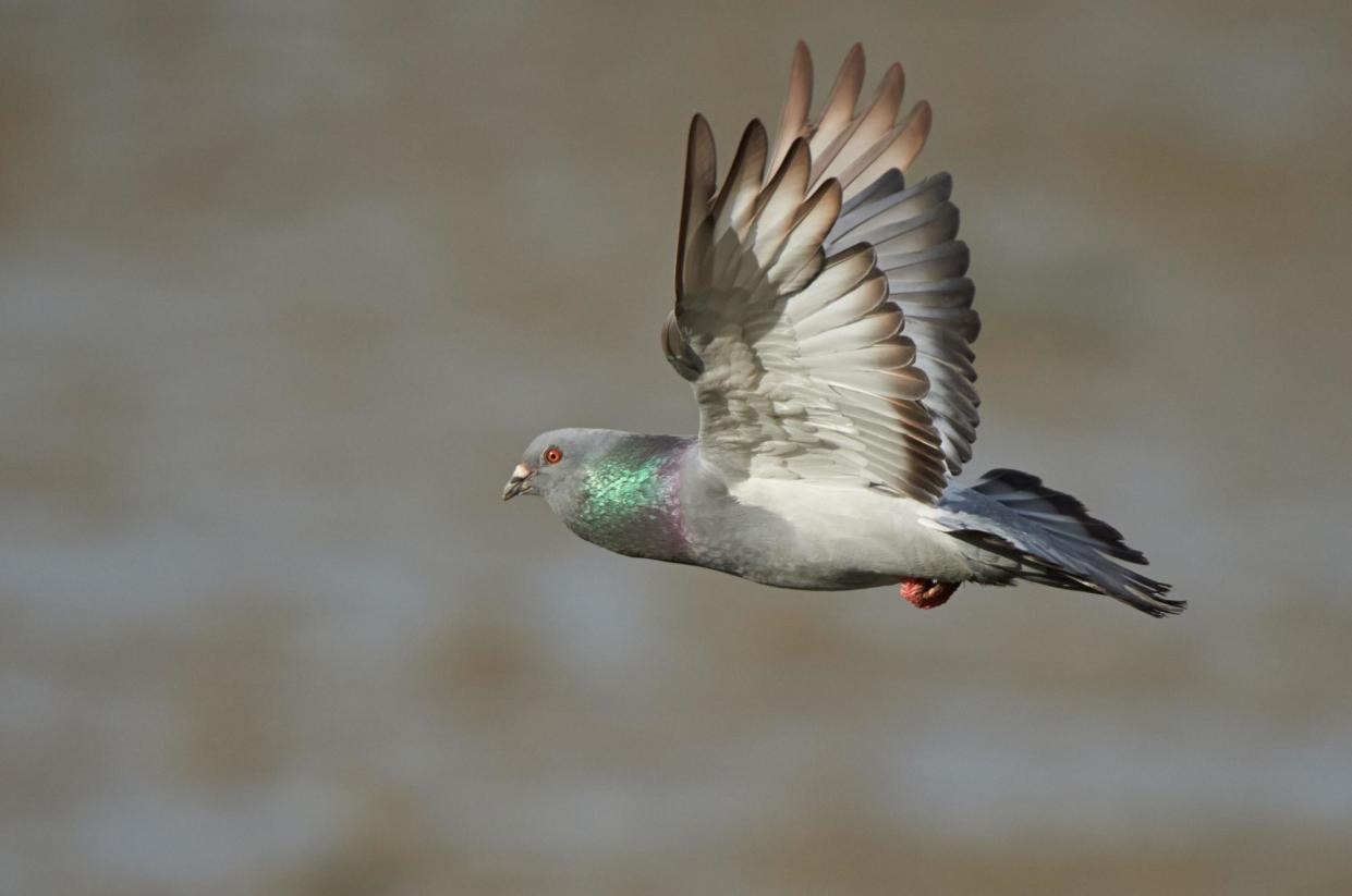 <span>Photograph: Richard Bedford/Alamy</span>