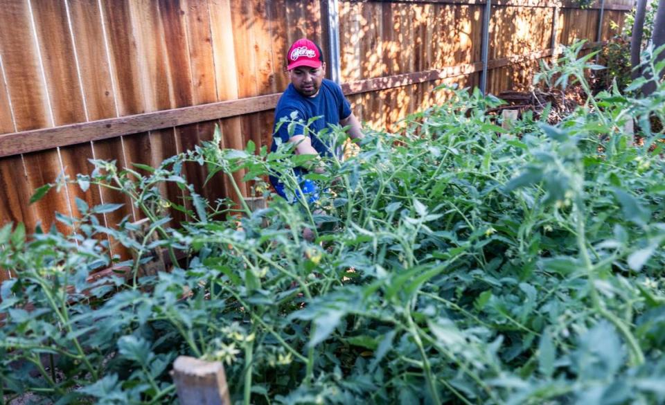 Jose Castellanos checks on his tomato plants in Sacramento earlier this month.