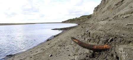 A mammoth tusk is pictured by a river on the Taimyr Peninsula in Siberia in this image released to Reuters on April 22, 2015. REUTERS/Love Dalen/Handout via Reuters