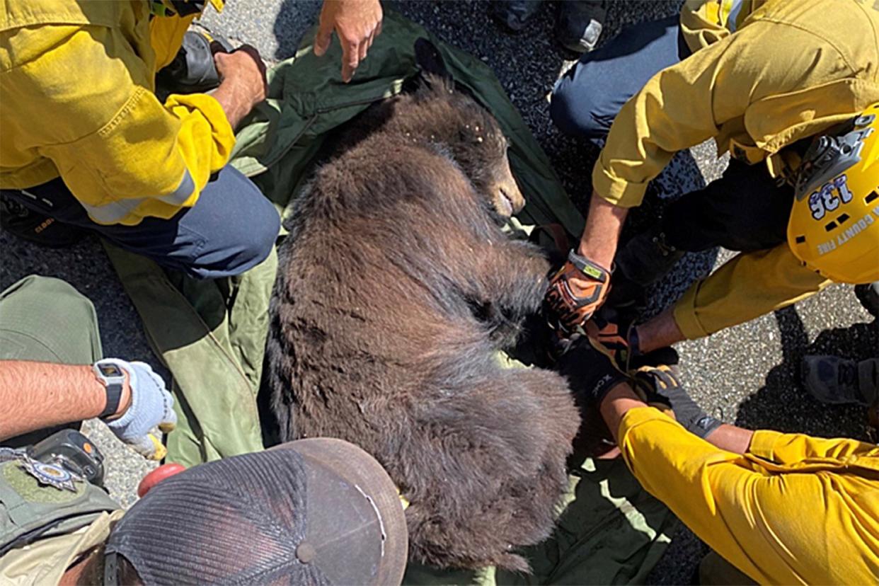 LACoFD Crews Help Free Bear Trapped on Magic Mountain Lot