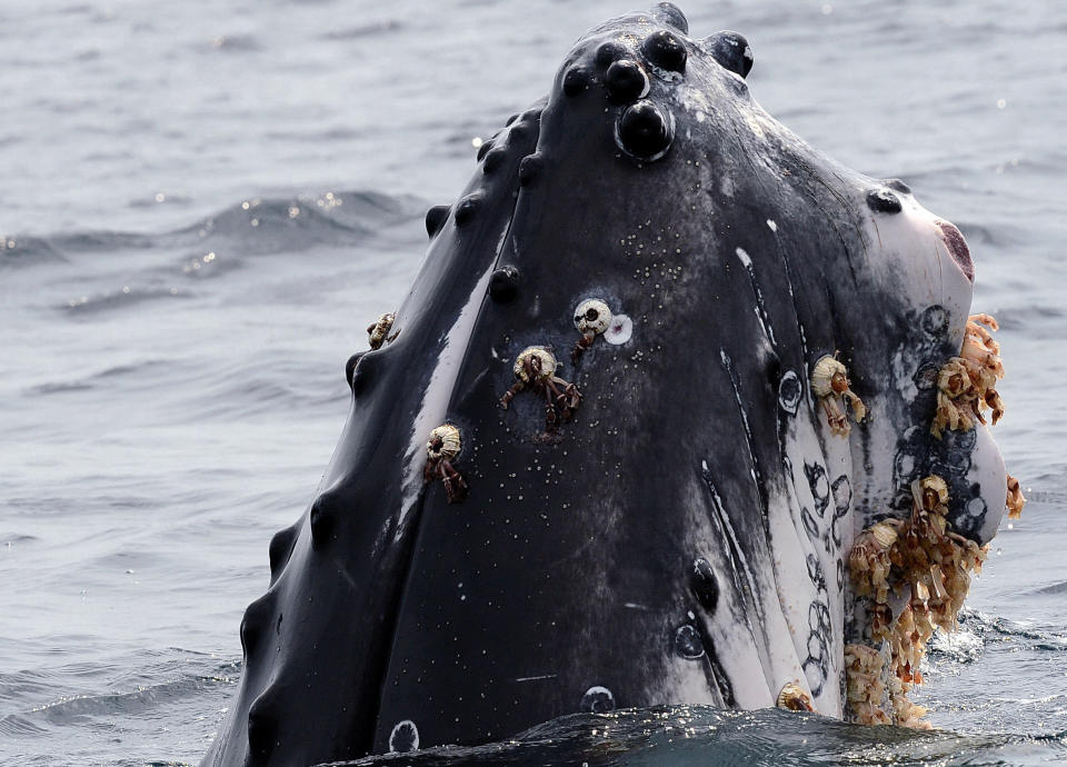 A whale jumps to the surface off the coast of Libreville in Gabon on August 19, 2013.  AFP PHOTO / STEPHANE BERRY