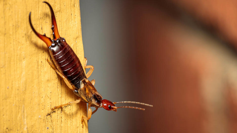 Earwig on wood