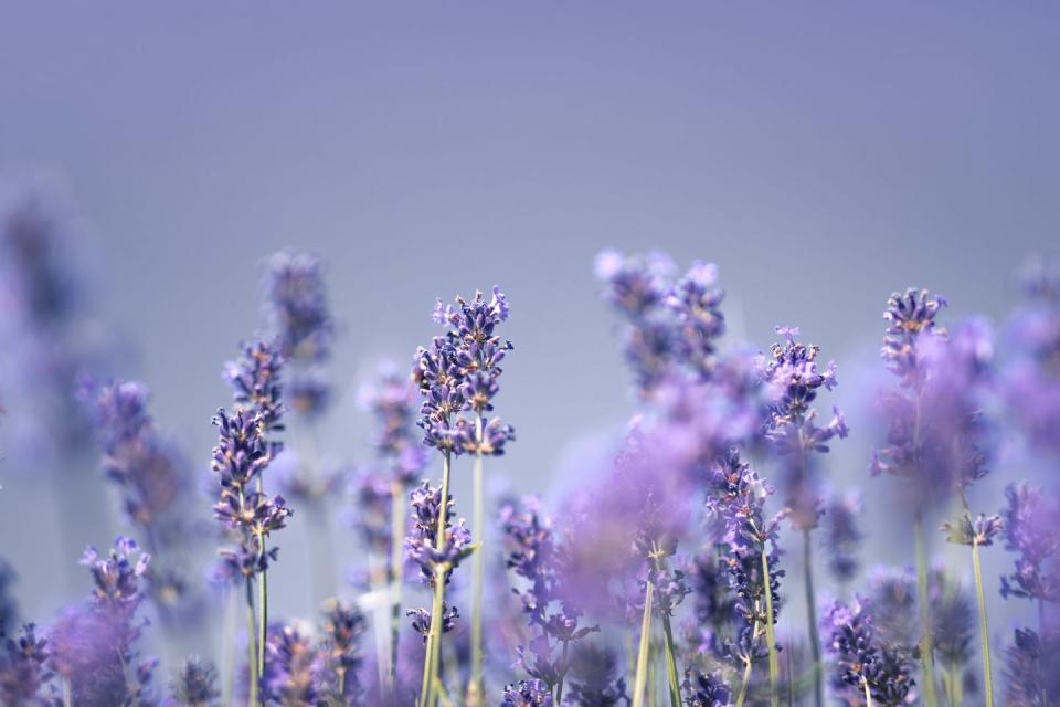 11) Lavender