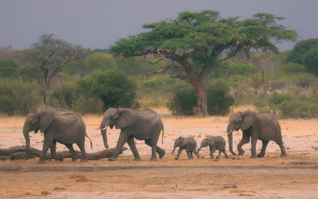 A herd of elephants make their way through the Hwange National Park, Zimbabwe, in search of water - AP