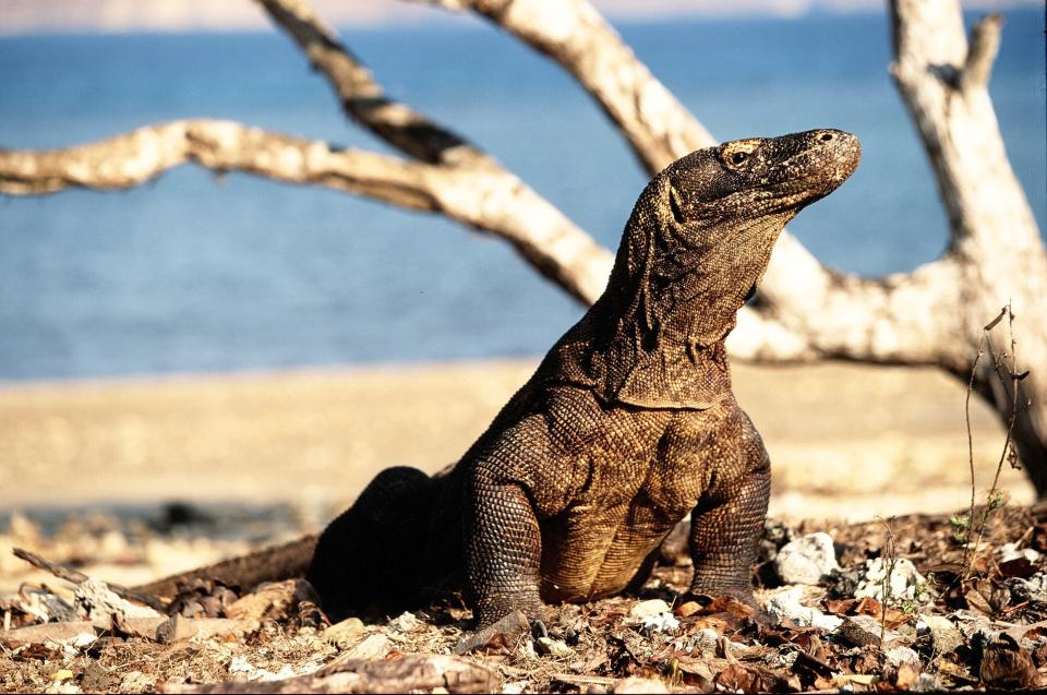 This undated photo provided by researcher Bryan Fry shows a Komodo dragon at Komodo National Park in Indonesia. In 2021, construction for tourism in Komodo National Park has raised concerns from the United Nations officials, environmental activists and residents about damage to habitat of the Komodo dragon. (Bryan Fry via AP)