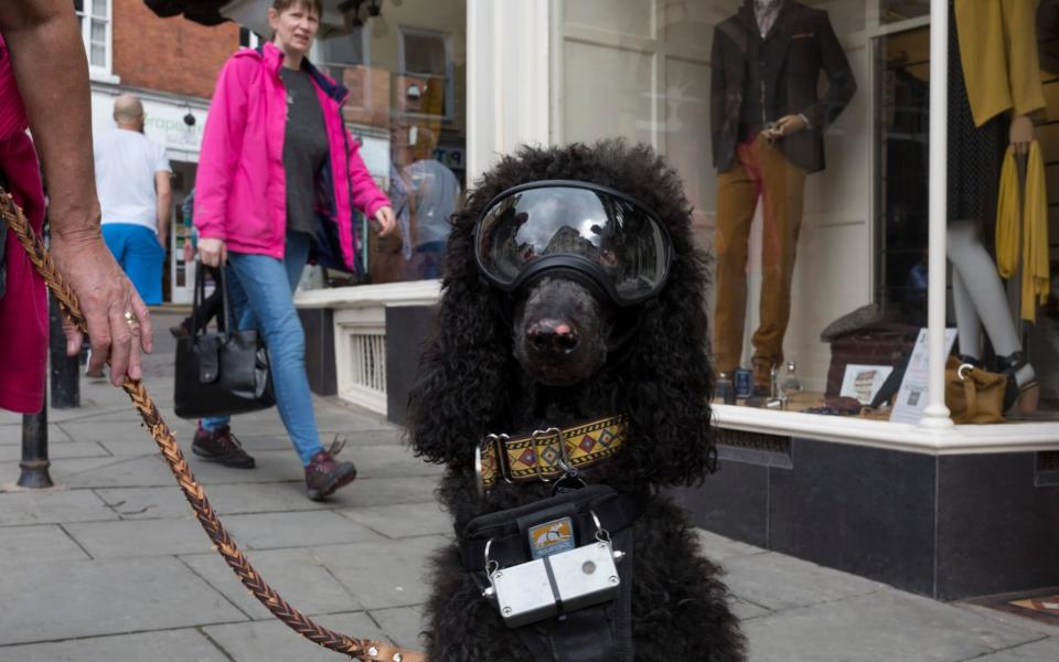 A two-year-old pet poodle in Ludlow, Shropshire, wearing eye goggles and a sonar device to help it navigate the streets and lead a near-normal life - In Pictures