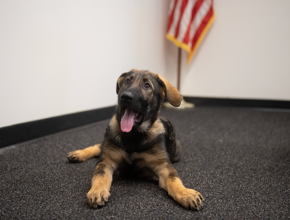 Mika, the new Streetsboro K-9 officer,  has learned to lay down and perk up her ears.