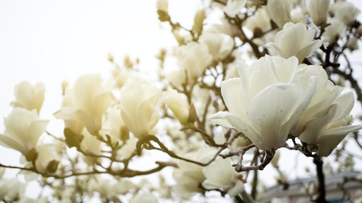 magnolia flowers background with copy space