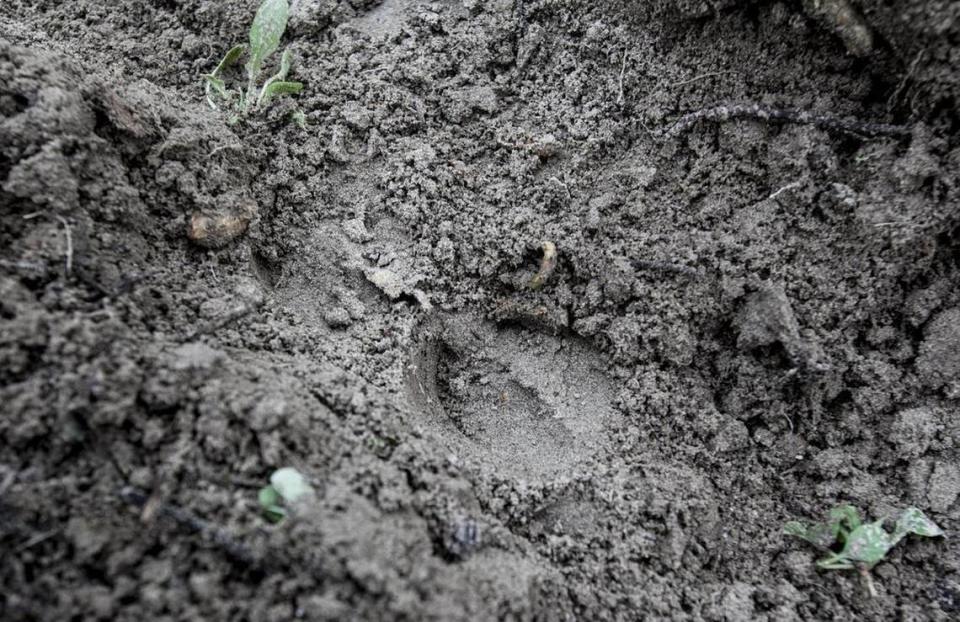 Wild hog hoof prints found on farmland in Horry County