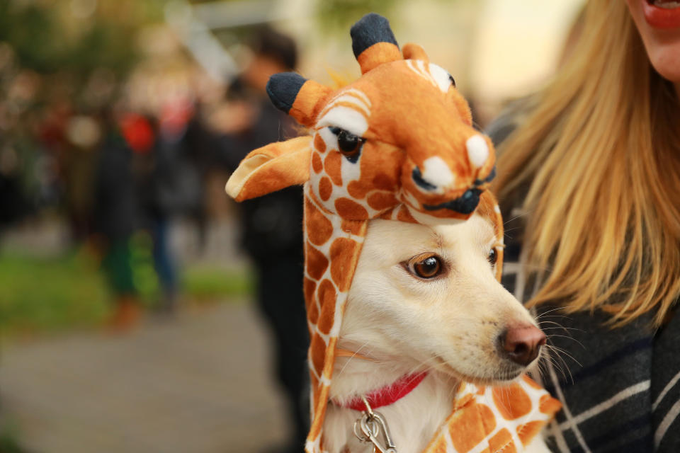 NYC pups in cute and creative costumes for annual Halloween Dog Parade