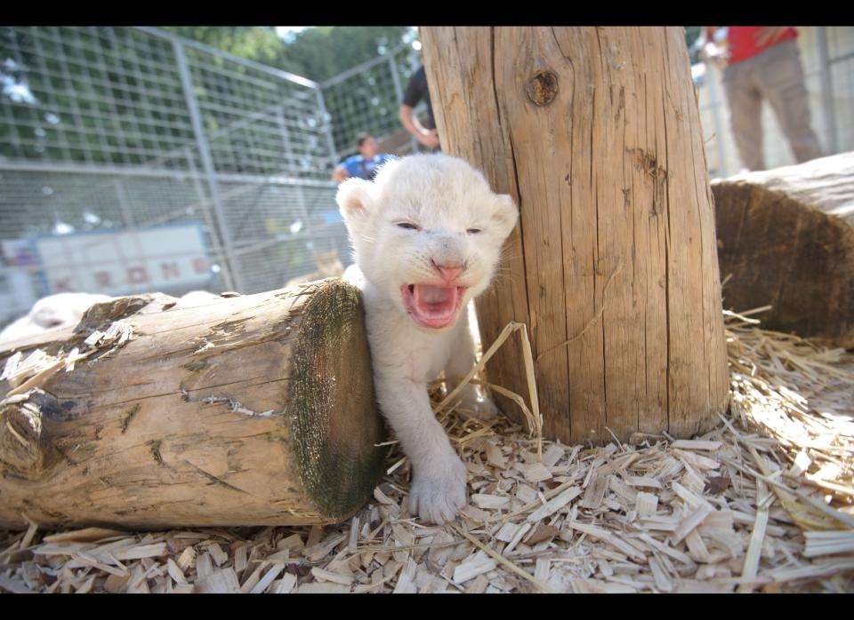 A white lion baby is pictured in its enclosure on July 17, 2012 in Kempten, southern Germany. Lion mother Princess gave birth to six white lion cubs on July 11, 2012 at the Circus Krone.      AFP PHOTO / TOBIAS KLEINSCHMIDT    GERMANY OUT        (Photo credit should read TOBIAS KLEINSCHMIDT/AFP/GettyImages)