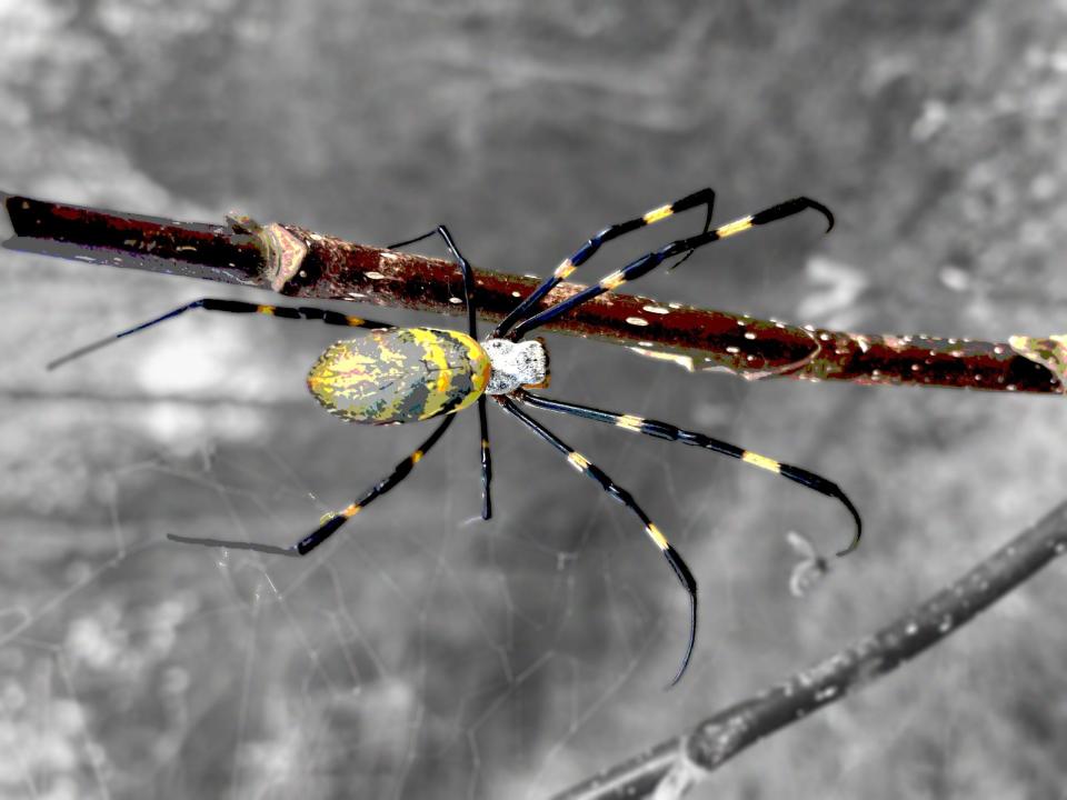 A Joro spider / Credit: Dave Coyle/Clemson University