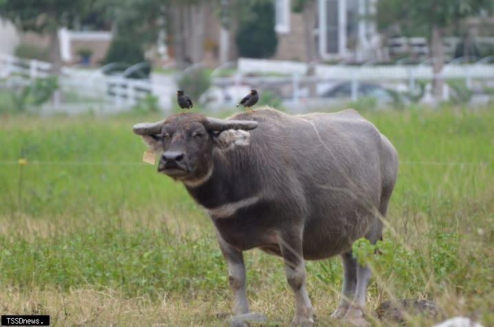 放牧於草原的臺灣水牛。（圖：畜試所提供）