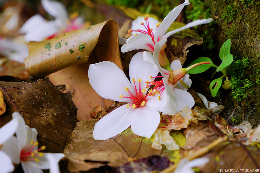 新竹縣寶山鄉｜桐花森林遇