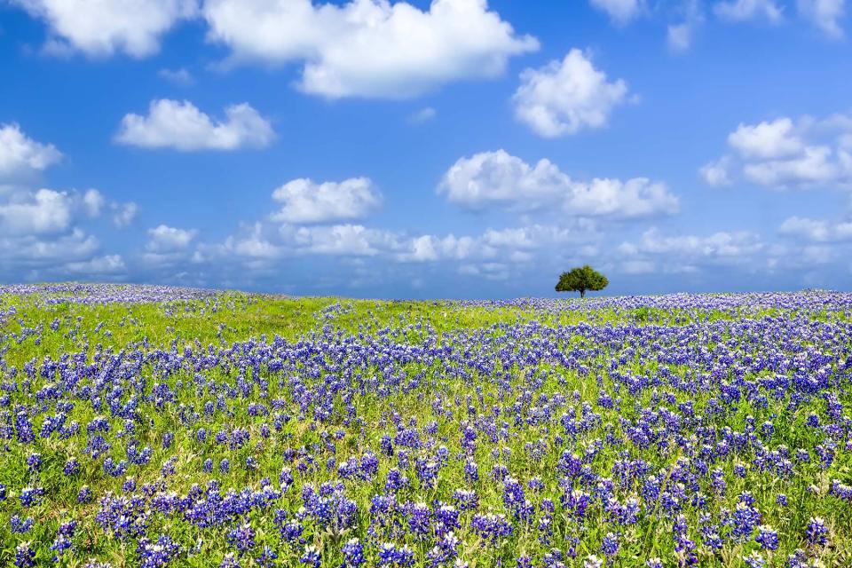 Texas Bluebonnet Field in Fredericksburg, Texas