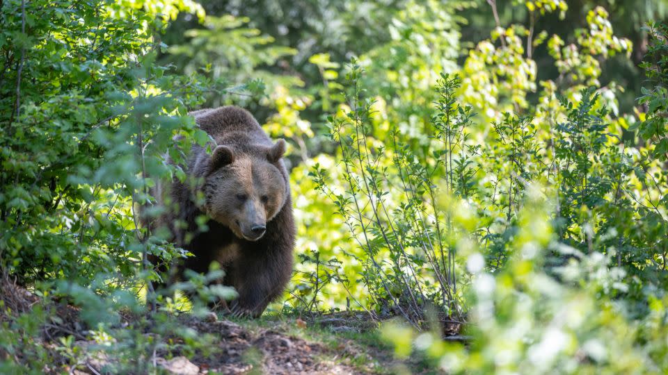 This brown bear was roaming in the Bavarian Forest in Neuschonau, Germany. If a bear starts running toward you, it's important to stand your ground. Bolting away is the wrong move. - Ingo Geriach/Barcroft Media/Getty Images