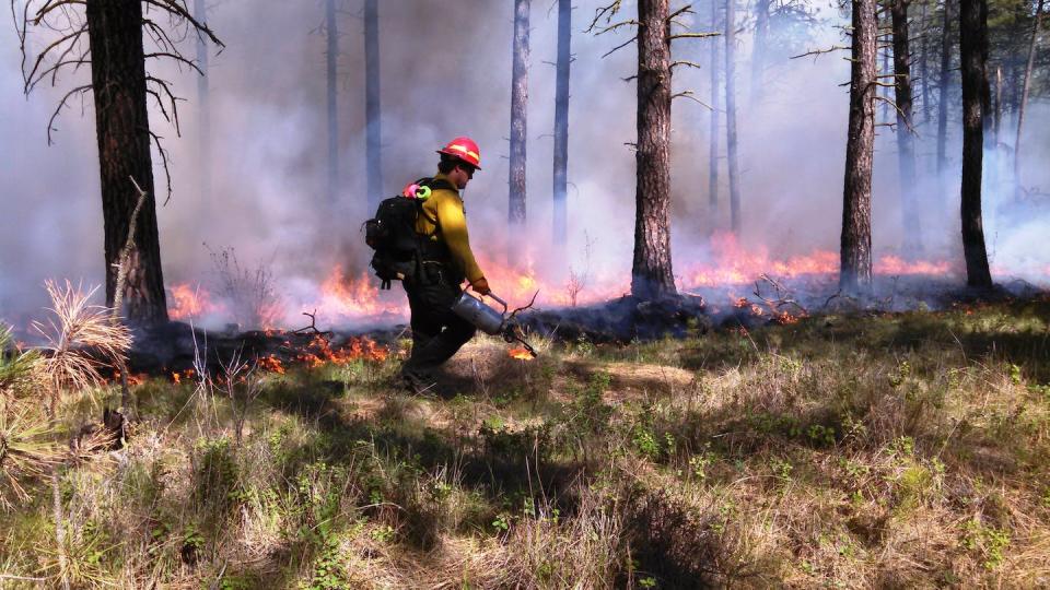 Controlled burns are used to clear out undergrowth that can fuel catastrophic blazes under dry, windy conditions. <a href="https://commons.wikimedia.org/wiki/File:USFWS_Resilient_Landscapes_(17223539378).jpg" rel="nofollow noopener" target="_blank" data-ylk="slk:U.S. Forest Service;elm:context_link;itc:0;sec:content-canvas" class="link ">U.S. Forest Service</a>
