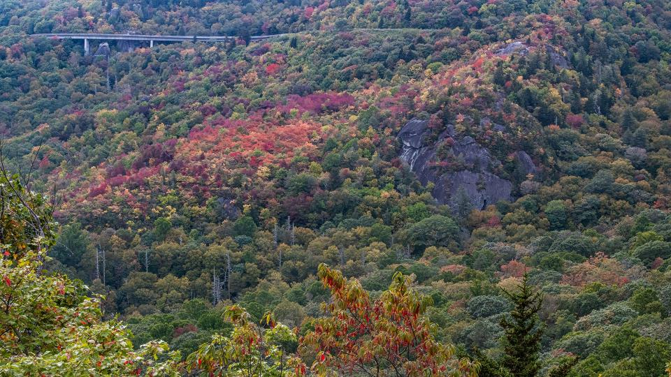 Oct. 8, 2023: Very nice pockets of color are developing around the Linn Cove Viaduct, the iconic bridge that winds around Grandfather Mountain. Fall foliage in the region is at its best above 4,500 feet in elevation, though this weekend’s colder temperatures could spur the color development on.