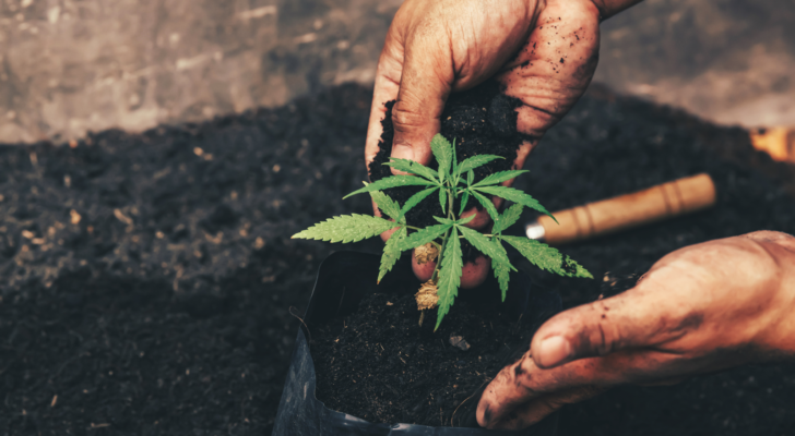 marijuana stocks Hand gently holding rich soil for his marijuana plants. Cannabis Stocks