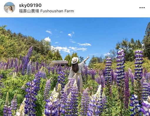 魯冰花花海就像一支支可口的冰淇淋。（圖／IG：sky09190 授權提供）