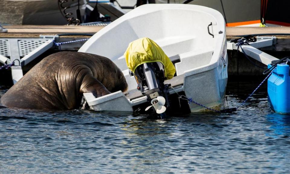 Freya the walrus climbs into a boat in Frognerkilen bay, in Oslo, Norway