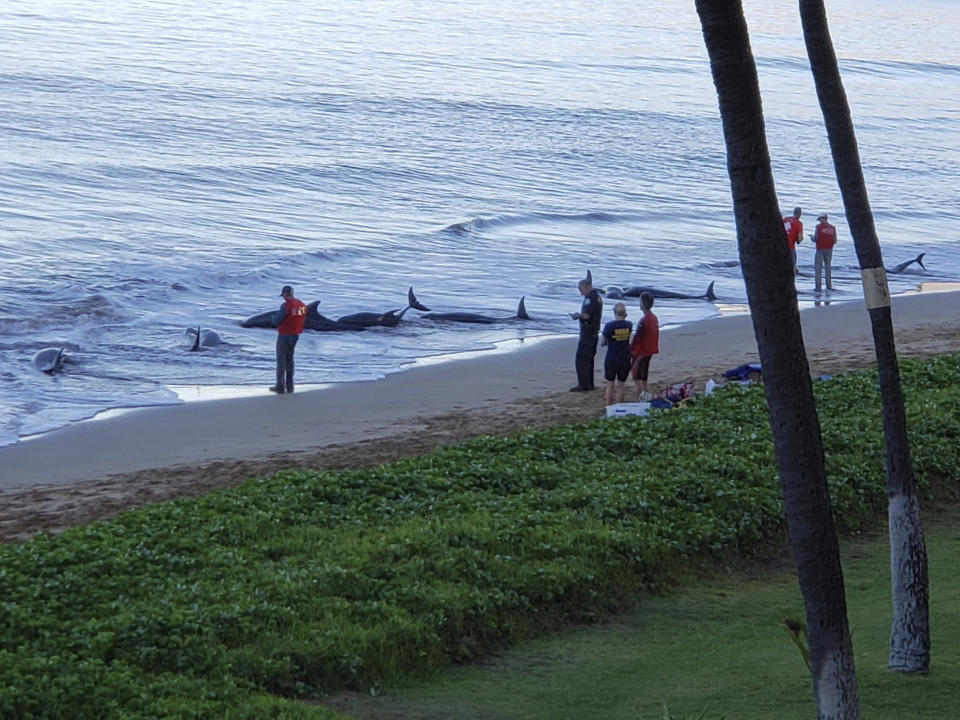 This photo provided by Kari Plas shows whales stranded on a beach in Kihei, Hawaii, on Thursday, Aug. 29, 2019. Five whales died, including four that were euthanized, after a mass stranding Thursday on a beach on the Hawaii island of Maui. (Kari Plas via AP)
