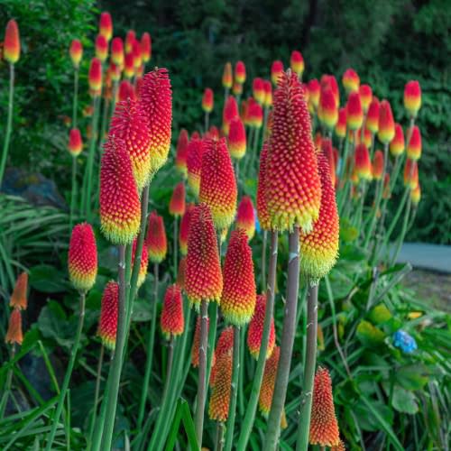 2 Kniphofia Poker Red Hot Plants Live Bareroots - Kniphofia Plants