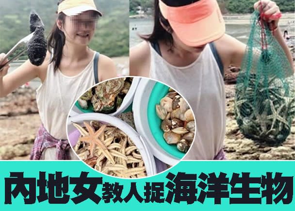 一名女子在內地社交平台教人在芝麻灣撈捕海洋生物。