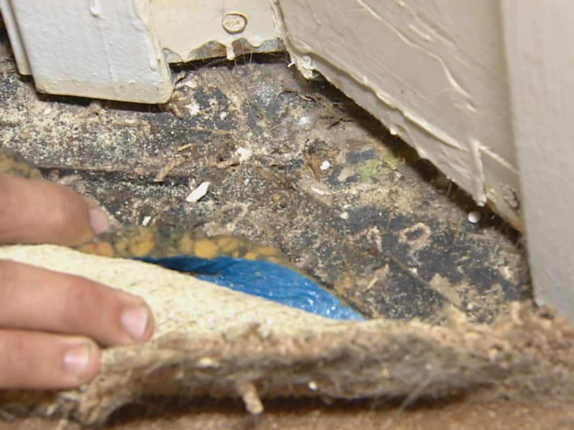 Steven Tomat pulled back his upper-floor carpet to reveal black mould underneath. He says he suspects two of his children have become ill as a result. (CBC - image credit)