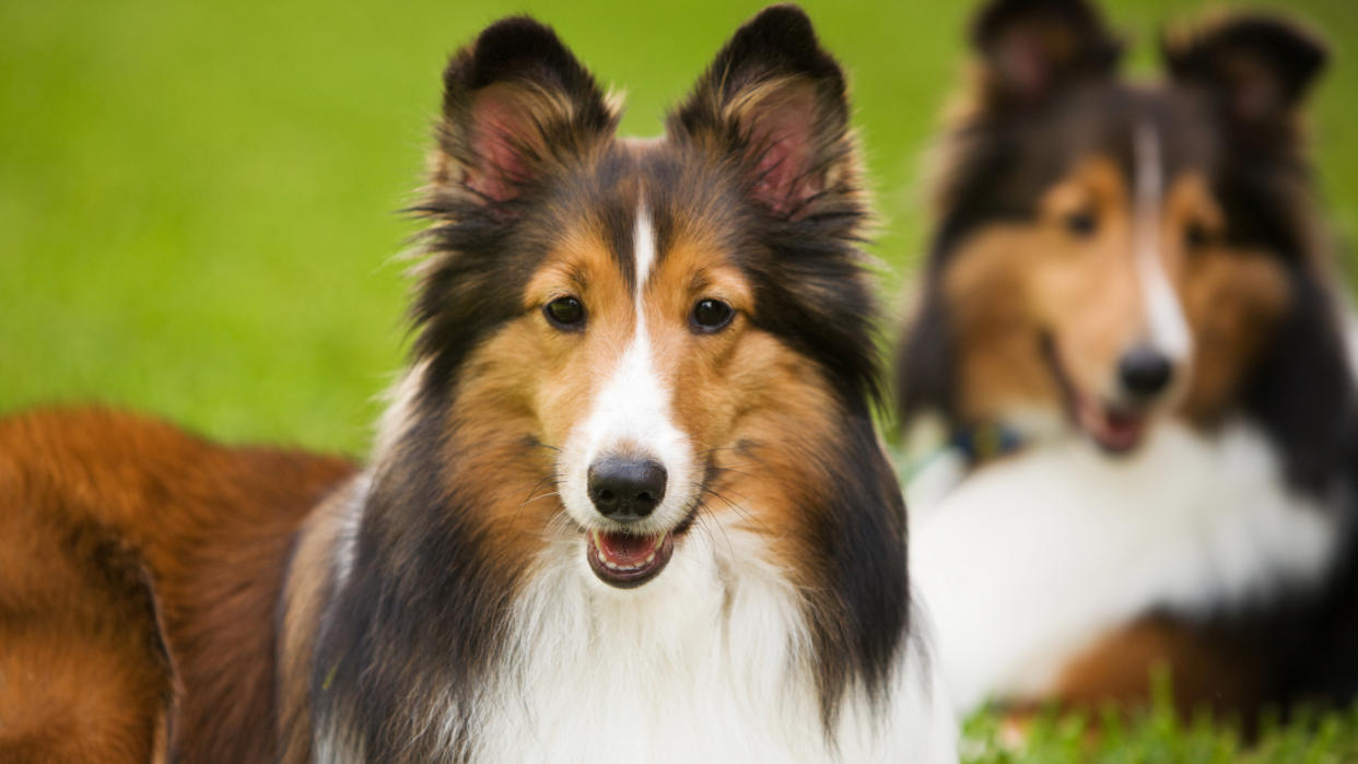 Shetland Sheepdog