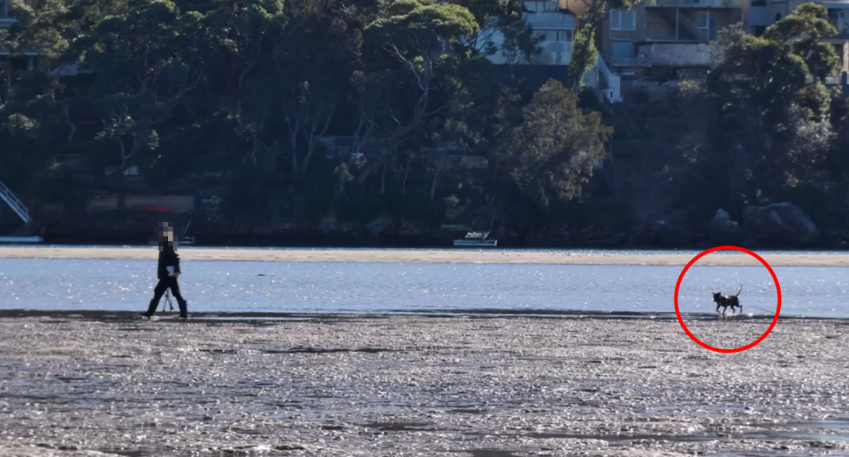 A woman walking her dog off-leash on Deeban Spit.