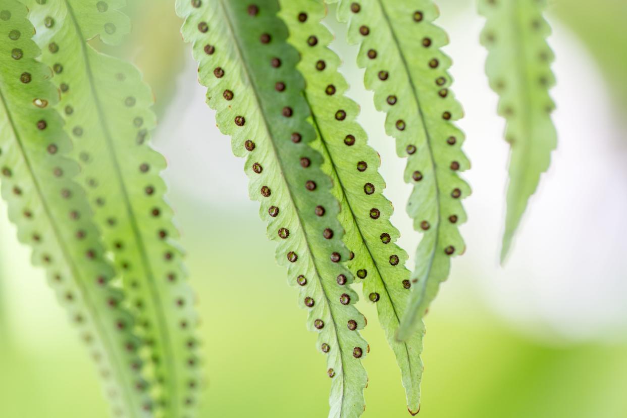 Spores are clearly visible on this fern's leaflets.