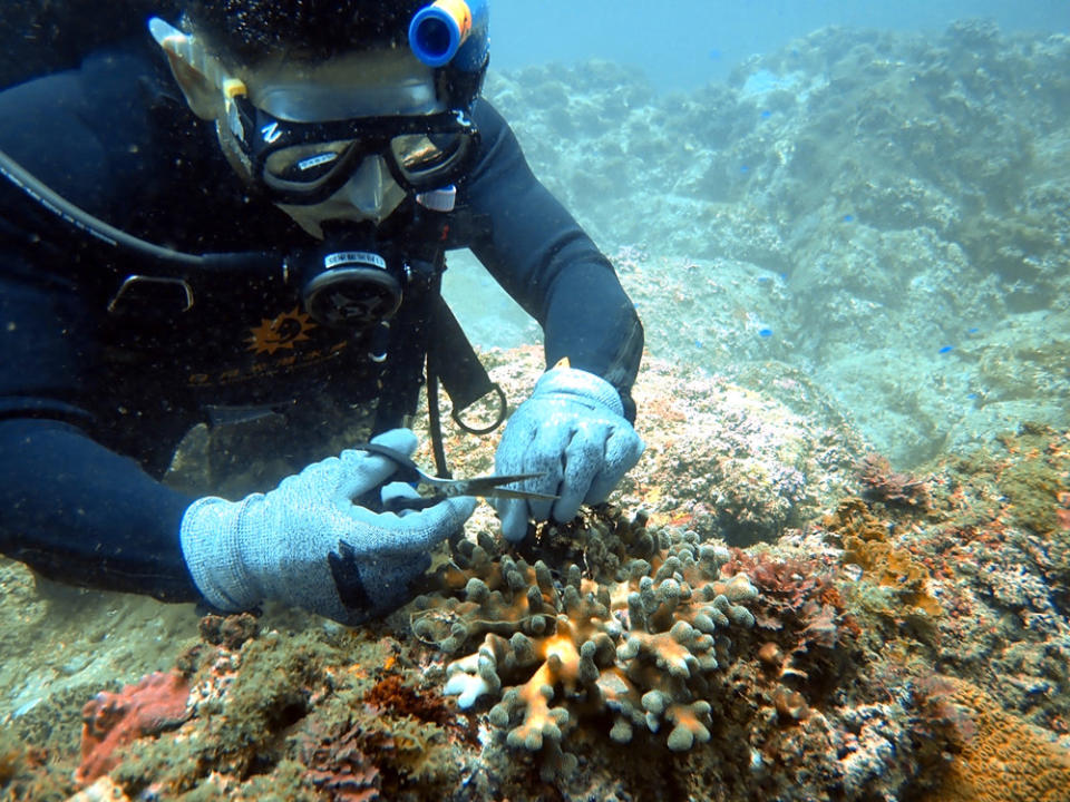 圖片說明：東北角、綠島、小琉球三地每月定期舉辦淨海活動，清除纏繞於珊瑚、礁石上的漁網、漁線等海洋漁業垃圾。 （圖/財團法人日月光環保永續基金會提供）