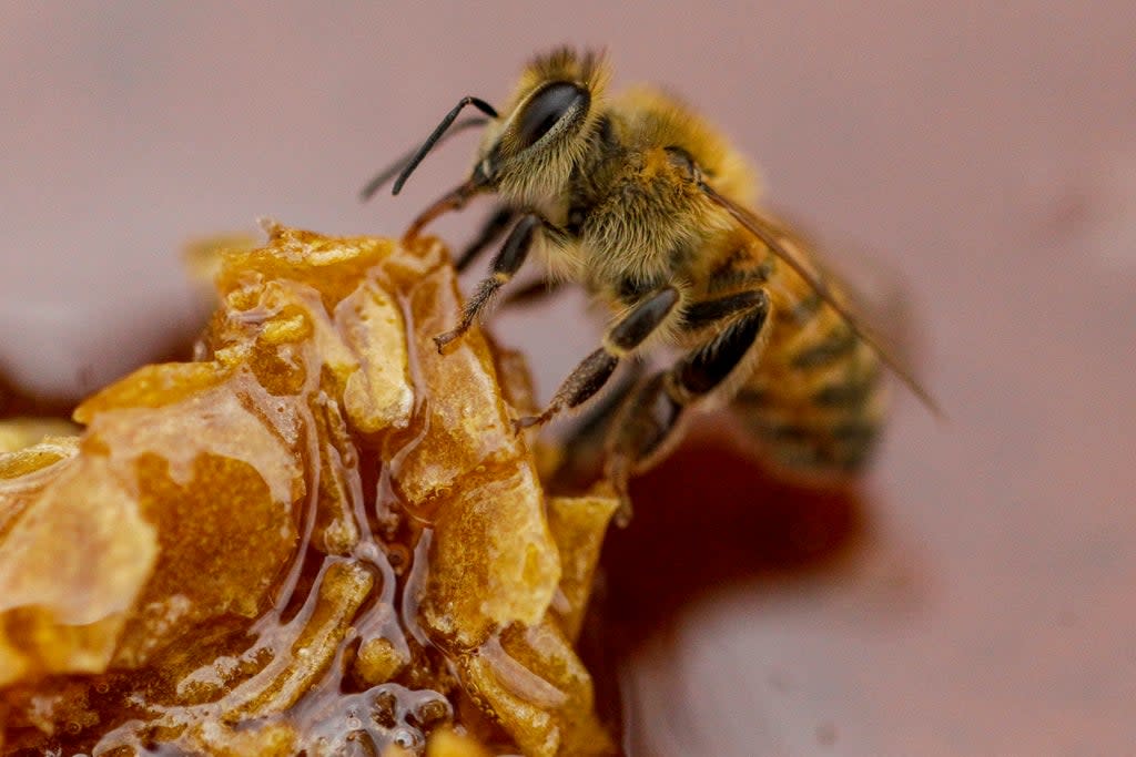 (Representative) Honey bees  (Copyright 2022 The Associated Press. All rights reserved.)