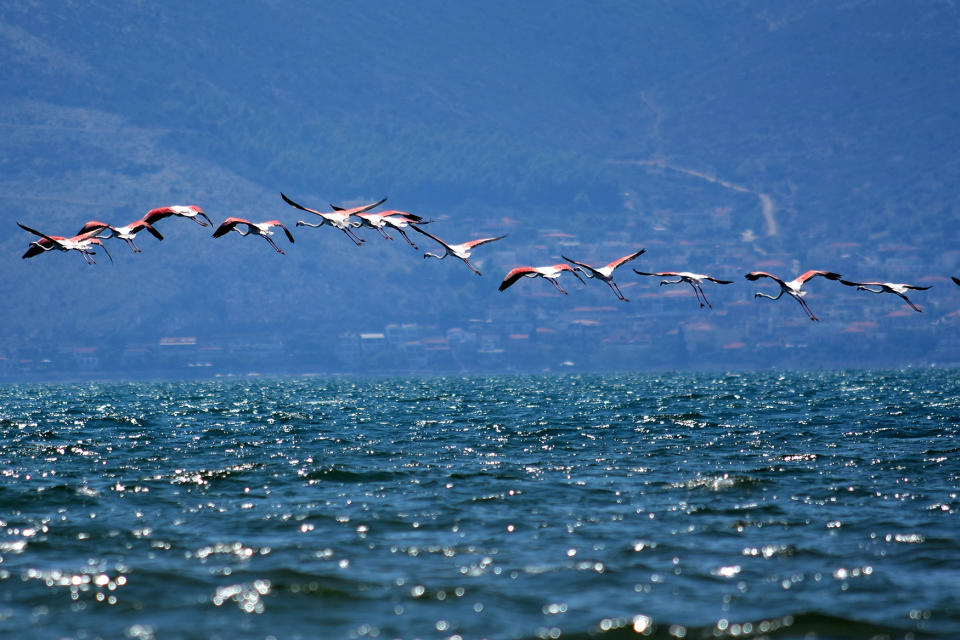 Immigrant flamingo birds at Nafplio