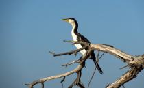 A bird in a tree on the Shelley foreshore. Shot with the E 18-200mm F3.5-6.3 lens set on 200mm. Exposure 1/400 sec; f/9; ISO 100 on Shutter Priority mode.