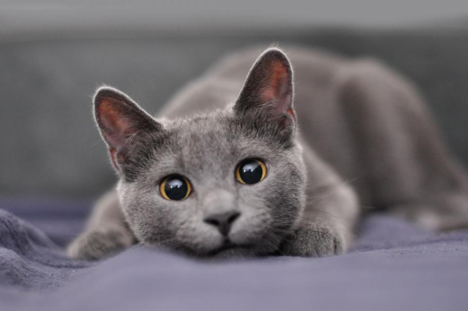 These Popular Grey Cat Breeds Are Sure to Steal Your Heart