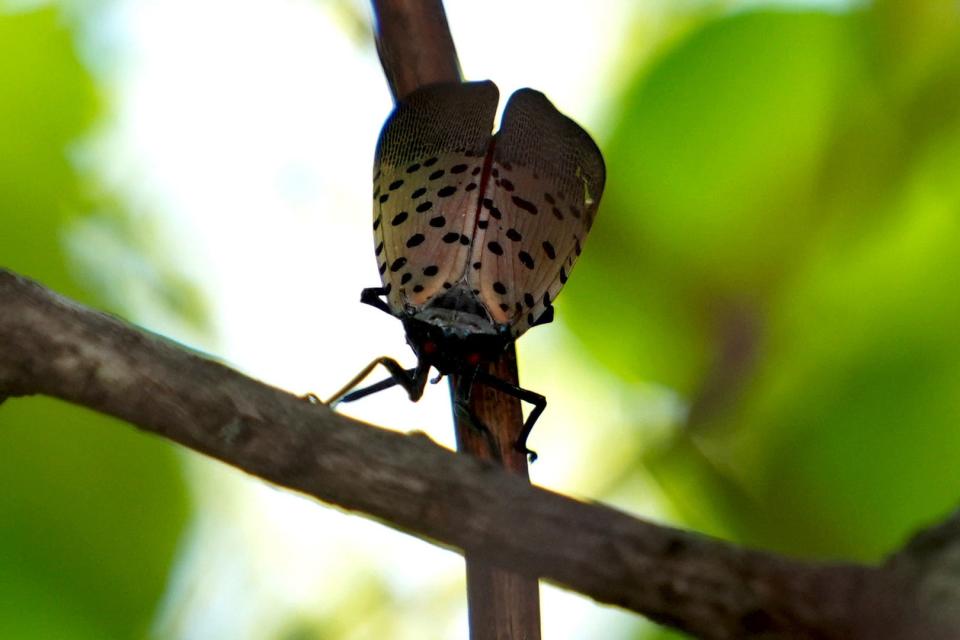 A spotted lanternfly in Smithfield, R.I.