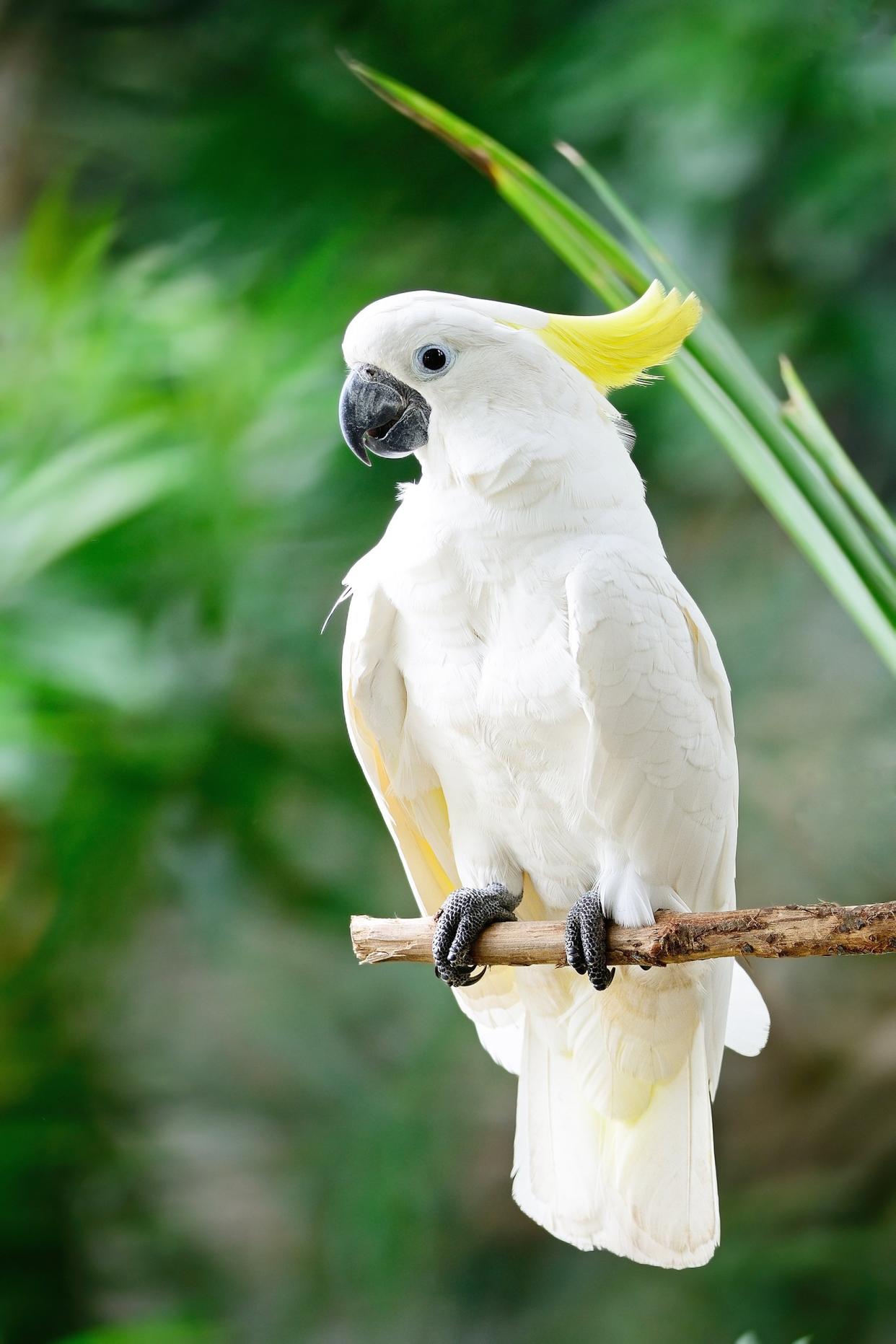 Sulphur-crested Cockatoo perched on a branch