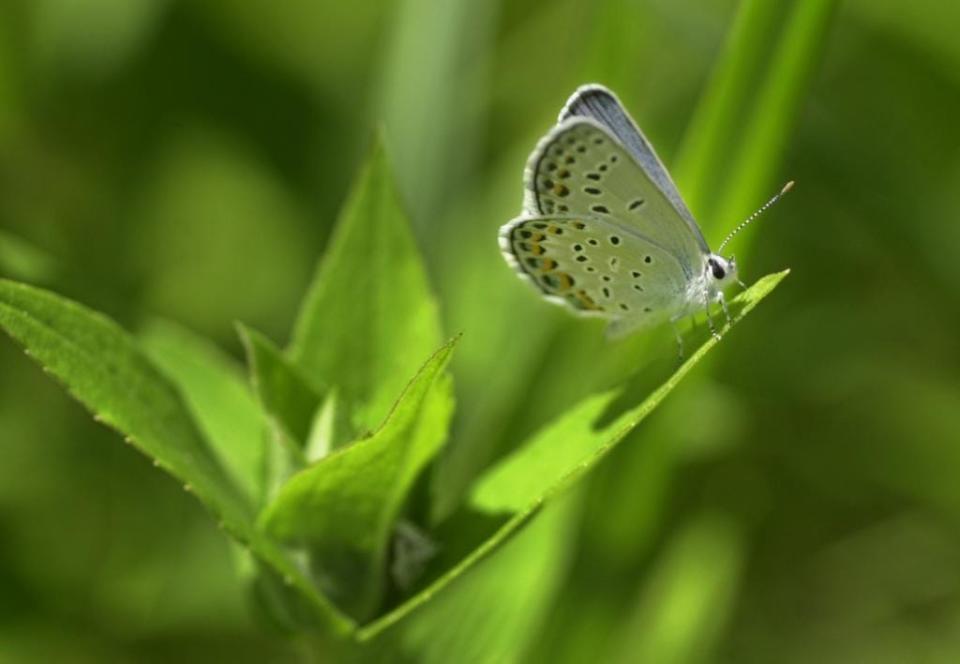 A Karner blue butterfly sits on a leaf in the Ivanhoe Nature Preserve in Gary, Ind.