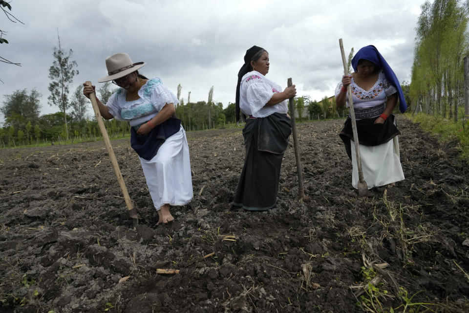 Mujeres indígenas trabajan en el campo antes de un juego de "anaco-faldas", un tipo de fútbol con las manos que crearon en la comunidad de Tucuru, en Ecuador en foto del viernes 14 de junio del 2024. (AP Foto/Dolores Ochoa)