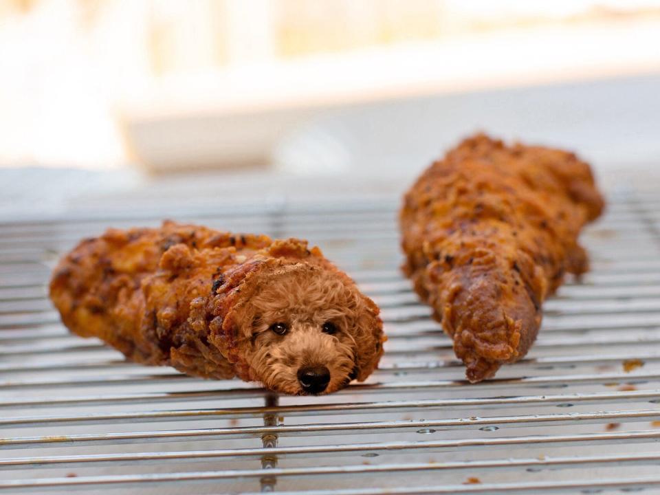 dogs in food chicken