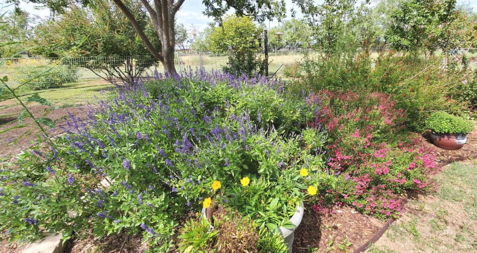 Salvia is a good native option for West Texas landscapes.